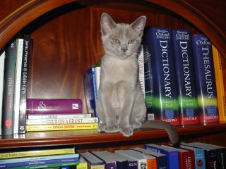 A picture of our cat